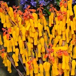 Clochettes jaunes et rouges- plante d'Afrique du Sud. צמח בצל מדרום אפריקה